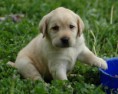 /album/hayvanlar-alemi/www-wallpapersharing-com-puppy-labrador-hd-wallpaper-jpg/
